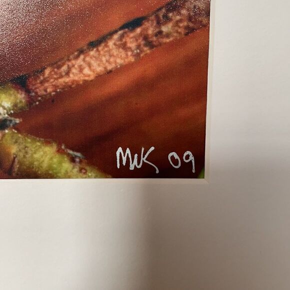 Bright & Beautiful Orchid Photograph Matted Print MIK 2009 - Picture 7 of 12